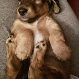 Dachshund Puppies from Lake County Cream Dachshund