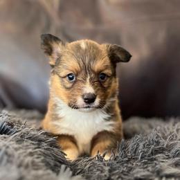 MN - M1 - Sable male Pembroke Welsh Corgi puppy in Stockton, Iowa from Infinity Corgis