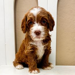 Sneezy - Red  male Goldendoodle puppy in Peoria, Arizona from Cactus Doods
