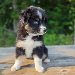 MISS PIGGY - Black tri female Miniature Australian Shepherd puppy in Bethel Springs, Tennessee from Debbie's Miniature Australian Shepherds