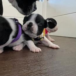 Girls - Black and white female Boston Terrier puppy in Springfield, Ohio from Nancy's Boston Terriers