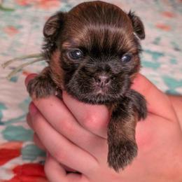Chicklet - Mint Collar - Sable female Shih Tzu puppy in Troy, Ohio from Ever After Tails