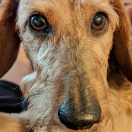 Kingsley - Dachshund