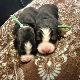 Kit Kat - Tri-color female Bernese Mountain Dog puppy in Gardner, Kansas from Faith and Family Farm