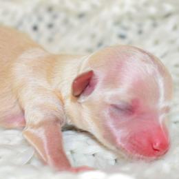 Colter - Cream male Maltipoo puppy in Rainbow City, Alabama from Southland Farm Kennels