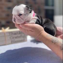 French Bulldog Puppies from Rock N Franchise