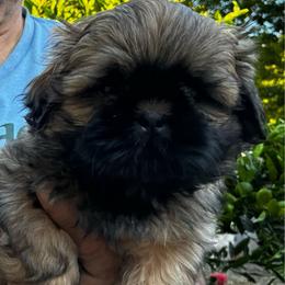 Green - Tricolor male Shih Tzu puppy in Chico, California from North State Shih tzus