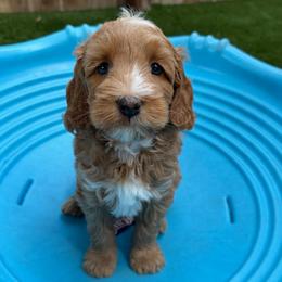 Colby - Red male Australian Labradoodle puppy in Orange, California from Little Kingdom Doodles