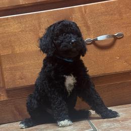 Girl 3 - Black female Poodle puppy in Bremen, Georgia from Kelley’s Poodle Patch
