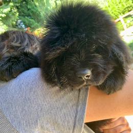 Newfoundland Puppies from Black Lions Newfoundlands