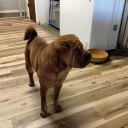 Wrigley - Chinese Shar-Pei