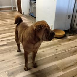 Wrigley - Chinese Shar-Pei
