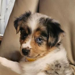 Gypsy Boy 3 - Blue merle male Miniature Australian Shepherd puppy in Hampton, Tennessee from TC Farms Stock Dogs - Miniature Australian Shepherds