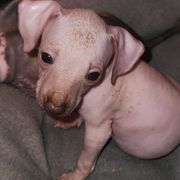Girl 2 - Xoloitzcuintli puppy in Georgia from Faulkner Pups
