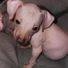 Girl 2 - Xoloitzcuintli puppy in Georgia from Faulkner Pups