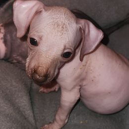 Girl 2 - Xoloitzcuintli puppy in Georgia from Faulkner Pups