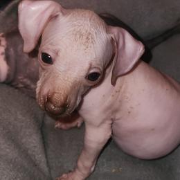Girl 2 - Xoloitzcuintli puppy in Georgia from Faulkner Pups