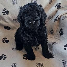 Esmeralda - Black female Goldendoodle puppy in Polkton, North Carolina from Gaga's Doodles