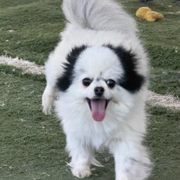 Panda - Black parti female Pomeranian puppy in Newport Beach, California from Exotic City Pomeranians and chihuahuas