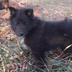 Purple Girl - Belgian Tervuren puppy from Katahdin Kennel Belgian Tervurens