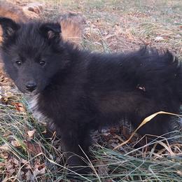 Purple Girl - Belgian Tervuren puppy from Katahdin Kennel Belgian Tervurens