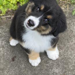 Australian Shepherd Puppies from Echolight Australian Shepherds