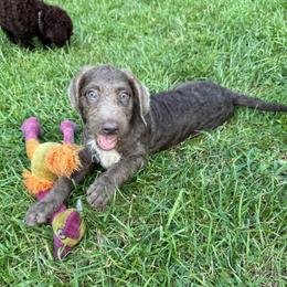 Elaine - Silver female Labradoodle puppy in Bedford, Indiana from Purple Heart Canines