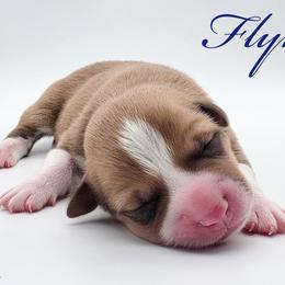 Flynn - Red male Pembroke Welsh Corgi puppy in Aumsville, Oregon from West Coast Corgi