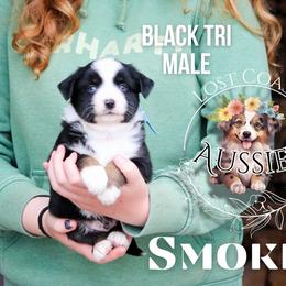 Smokey - Black tri male Miniature American Shepherd puppy in Ferndale, California from Lost Coast Aussies