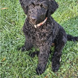 CAPRI - Black female Goldendoodle puppy in Jeddo, Michigan from Bert's Doodles