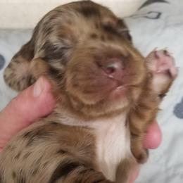 Chocolatecream dapple girl - Dapple female Dachshund puppy in La Monte, Missouri from Wulff's East LA Puppies