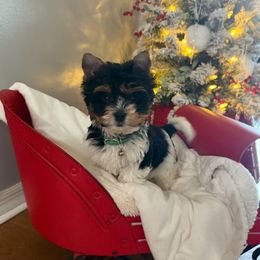 Biewer Terrier and Yorkshire Terrier Puppies from South Georgia Yorkies and Biewers