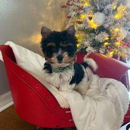 Biewer Terrier and Yorkshire Terrier Puppies from South Georgia Yorkies and Biewers