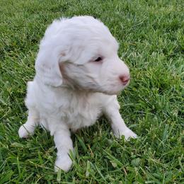 Lily - White female Sheepadoodle puppy in Bellevue, Iowa from Fluffy Wonders Poms and Doodles