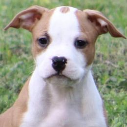 American Staffordshire Terriers from Explicit Amstaffs NE