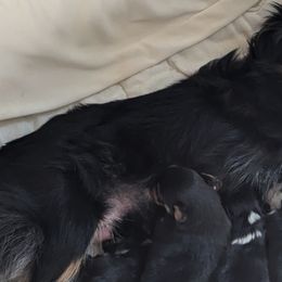 Toy Australian Shepherds from Our Family Toy Aussies of Michigan
