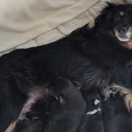 Toy Australian Shepherds from Our Family Toy Aussies of Michigan