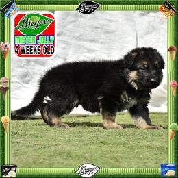 BREYERS -- A ROBUST MALE - Black and tan male German Shepherd puppy in Murrieta, California from Diamond Oaks German Shepherds