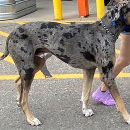 Rollo - Great Dane