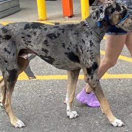Rollo - Great Dane