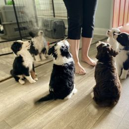 Aussiedoodle Puppies from Ever After Mini Doodles