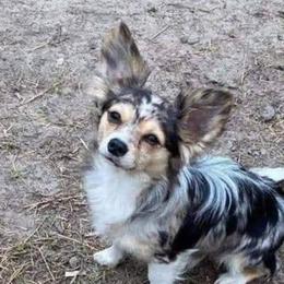 Bluey - Chihuahua