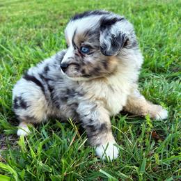 Serena - Blue merle female Miniature American Shepherd puppy in Smithville, Arkansas from Cooper Creek Aussies