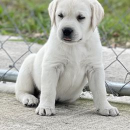 Labrador Retriever Puppies from Labsmith Labs