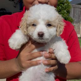 Anna - Parti female Goldendoodle puppy in Richmond, Texas from Harper’s Heartbeats
