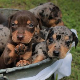 Catahoula Leopard Dogs from Flemings Catahoulas