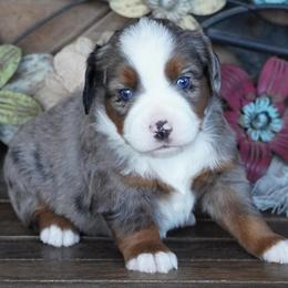 Blue Merle 2 - Blue merle male Miniature Australian Shepherd puppy in Lawton, Oklahoma from Lindsey’s Aussies