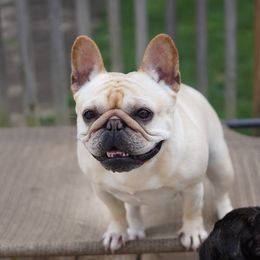 Pebbles - French Bulldog