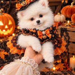 Crystal - White female Pomeranian puppy in Grand Prairie, Texas from D’ Pomlovers