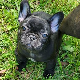 French Bulldogs from Winsome French Bulldogs